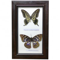 Картина Колекція метеликів 15х24см (D319black)