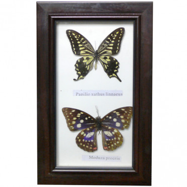Картина Колекція метеликів 15х24см (D319black)
